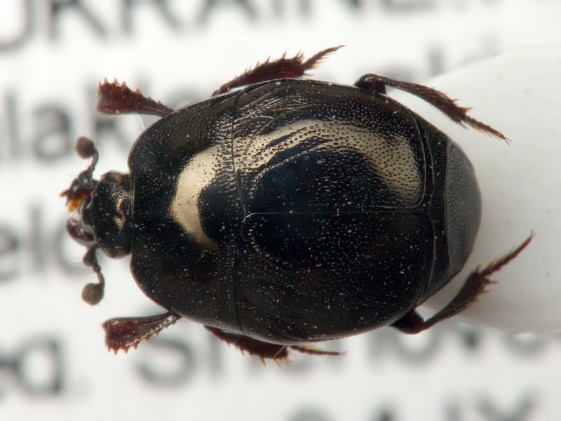 Saprinus semistriatus (L.G. Scriba, 1790)
